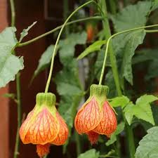 Abutilon Flower seeds for Planting - Shade Tolerant, Heirloom & GMO Free Seeds for Home Garden