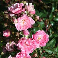 Light Pink Polyantha Rose Flower seeds for Planting - Bright Blooms, Heirloom & GMO Free Seeds for Home Garden