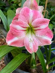 Pink Hippeastrum Flower Seeds for Planting Compact Growth Heirloom & GMO Free Seeds for Home Garden
 
 Sale