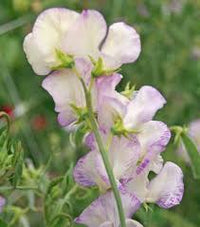 White Purple Sweet Pea Flower Seeds Fragrant Blossoms Heirloom NonGMO Organic Garden Seeds for Planting
 
 Sale