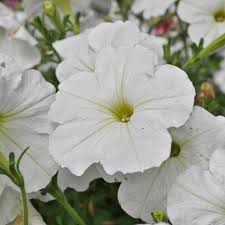 White Petunia Wave Flower seeds for Planting - Bright Blooms, Heirloom & GMO Free Seeds for Home Garden
