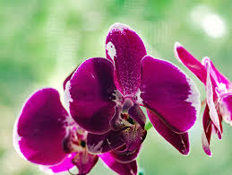 Butterfly Orchids Flower Seeds Violet Planting