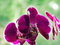 Butterfly Orchids Flower Seeds Violet Planting