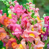 Pink Snapdragon Flower seeds for Planting - Fragrant Blossoms, Heirloom & GMO Free Seeds for Home Garden
