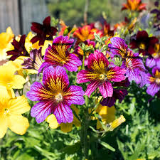 Salpiglossis Flower Planting Seeds Mixed