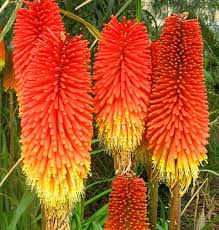 Kniphofia Flower seeds for Planting Cut Flower Favorite Heirloom & GMO Free Seeds for Home Garden