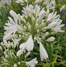 Agapanthus Africanus Flower seeds for Planting Compact Growth Heirloom & GMO Free Seeds for Home Garden