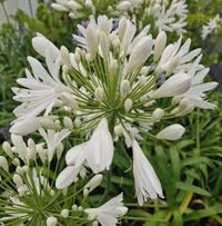 Agapanthus Africanus Flower seeds for Planting Compact Growth Heirloom & GMO Free Seeds for Home Garden