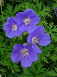 Geraniaceae Flower seeds for Planting Vibrant Colors Heirloom & GMO Free Seeds for Home Garden