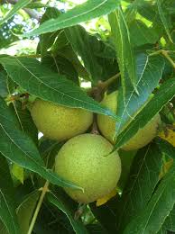 Paradox Walnut Tree Seeds for Planting | Nut & Timber Hybrid