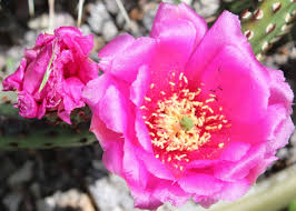 Pink Opuntia Chlorotica Flower seeds for Planting - Wildflower Mix, Heirloom & GMO Free Seeds for Home Garden