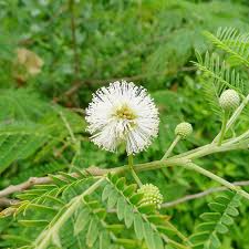 River Tamarind Flower seeds for Planting Seasonal Bloomer Heirloom & GMO Free Seeds for Home Garden