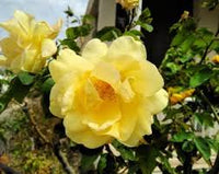 Dark Yellow Rosa Xanthina Seeds Flower seeds for Planting Cut Flower Favorite Heirloom & GMO Free Seeds for Home Garden