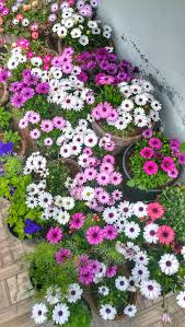 Mixed Osteospermum Flower seeds for Planting - Compact Growth, Heirloom & GMO Free Seeds for Home Garden