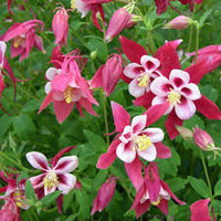 Red Yellow Aquilegia Flower seeds for Planting - Pollinator Friendly, Heirloom & GMO Free Seeds for Home Garden