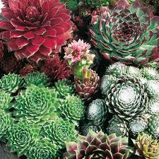 Mixed Sempervivum Hybridum Flower seeds for Planting - Garden Favorite, Heirloom & GMO Free Seeds for Home Garden