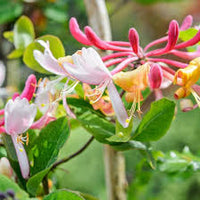 Pink White Cape Honeysuckle Flower seeds for Planting - Fragrant Blossoms, Heirloom & GMO Free Seeds for Home Garden