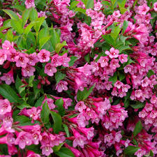 Weigela Florida Flower seeds for Planting Bright Blooms Heirloom & GMO Free Seeds for Home Garden