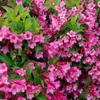Weigela Florida Flower seeds for Planting Bright Blooms Heirloom & GMO Free Seeds for Home Garden