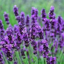Violet Lavandula Angustifolia Flower Seeds for Planting Bright Blooms Heirloom & GMO Free Seeds for Home Garden
 
 Sale