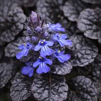 Ajuga Flower seeds for Planting Premium Quality Heirloom & GMO Free Seeds for Home Garden