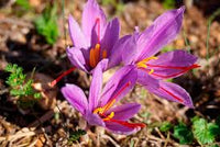 Enzian Gemischt Flower seeds for Planting - Seasonal Bloomer, Heirloom & GMO Free Seeds for Home Garden