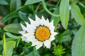 Lime Green Gazania Flower Seeds for Planting Cut Flower Favorite Heirloom & GMO Free Seeds for Home Garden
 
 Sale