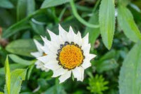 Lime Green Gazania Flower Seeds for Planting Cut Flower Favorite Heirloom & GMO Free Seeds for Home Garden
 
 Sale
