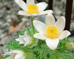 White Pasque Flower for Planting  Seeds for Elegant White Blossoms and Lush Garden Growth