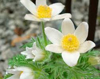 White Pasque Flower for Planting  Seeds for Elegant White Blossoms and Lush Garden Growth