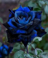 Black Blue Rose Flower Seeds for Planting Pollinator Friendly Heirloom & GMO Free Seeds for Home Garden
 
 Sale