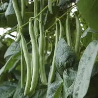 Green Bean Seeds for Planting  Vegetable Garden Essentials