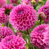 Pink Pompon Dahlia Flower Seeds for Planting  Vibrant Annual Blooms for Colorful Gardens