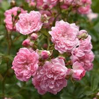 Light Pink Polyantha Rose Flower seeds for Planting - Bright Blooms, Heirloom & GMO Free Seeds for Home Garden