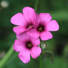 Magenta Flower seeds for Planting Shade Tolerant Heirloom & GMO Free Seeds for Home Garden