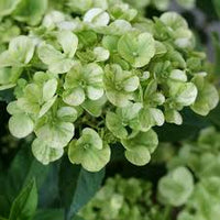 Green Cascade Flower seeds for Planting Perfect for Borders Heirloom & GMO Free Seeds for Home Garden