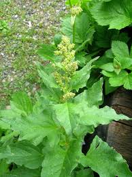 Green Henry Flower seeds for Planting - Drought Tolerant, Heirloom & GMO Free Seeds for Home Garden