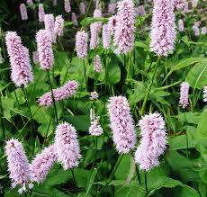 Pink Polygonum Bistorta Flower seeds for Planting - Bright Blooms, Heirloom & GMO Free Seeds for Home Garden