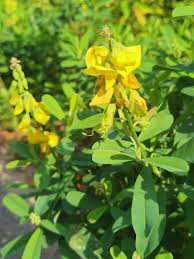 Yellow Smooth Rattlebox Flower seeds for Planting - Hardy Variety, Heirloom & GMO Free Seeds for Home Garden