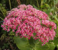 Red Sedum Flower seeds for Planting Low Maintenance Heirloom & GMO Free Seeds for Home Garden 
 
 Sale