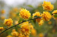 Yellow Kerria Japonica Flower Seeds Planting