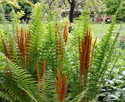Cinnamon Fern Spores Flower seeds for Planting - Seasonal Bloomer, Heirloom & GMO Free Seeds for Home Garden