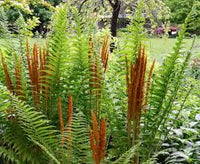 Cinnamon Fern Spores Flower seeds for Planting - Seasonal Bloomer, Heirloom & GMO Free Seeds for Home Garden
