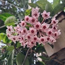 Hoya Carnosa Flower seeds for Planting - Compact Growth, Heirloom & GMO Free Seeds for Home Garden