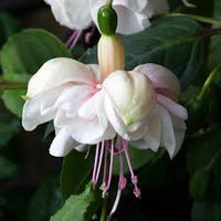 Fuchsia Flower seeds for Planting Hardy Variety Heirloom & GMO Free Seeds for Home Garden