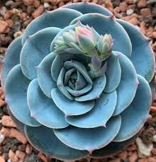 Sky Blue Green Succulent Flower Seeds Cut Flower Favorite Heirloom & GMO Free Seeds for Home Garden
 
 Sale