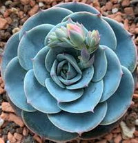 Sky Blue Green Succulent Flower Seeds Cut Flower Favorite Heirloom & GMO Free Seeds for Home Garden
 
 Sale