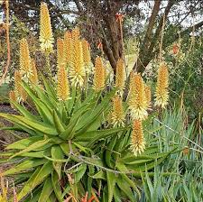 Yellow Aloe Dichotoma Flower seeds for Planting - Perfect for Borders, Heirloom & GMO Free Seeds for Home Garden