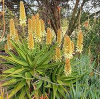 Yellow Aloe Dichotoma Flower seeds for Planting - Perfect for Borders, Heirloom & GMO Free Seeds for Home Garden