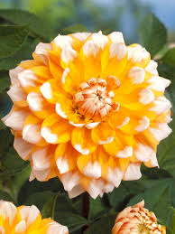 White & Yellow Dahlia Flower Seeds – Shade Tolerant Heirloom & NonGMO Seeds for Home Garden
 
 Sale